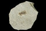 Fossil March Fly (Plecia) - Green River Formation #135893-1
